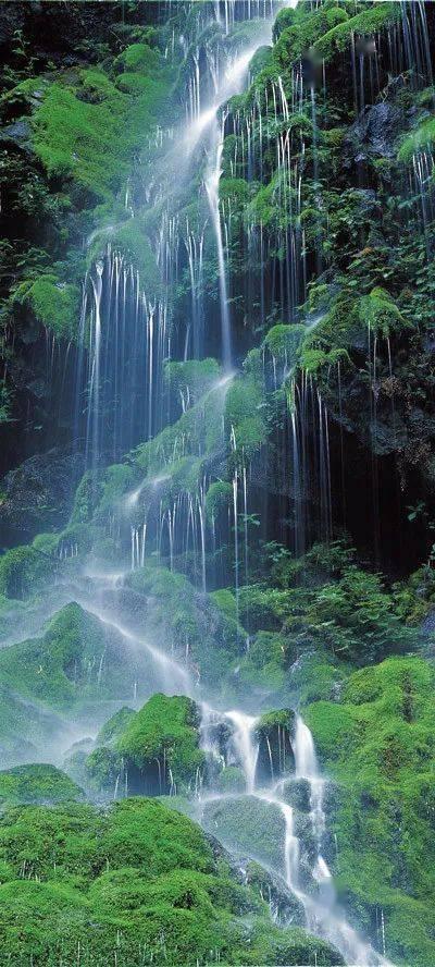 翻转吧，苹果虫